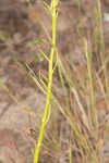 Nuttall's rayless goldenrod